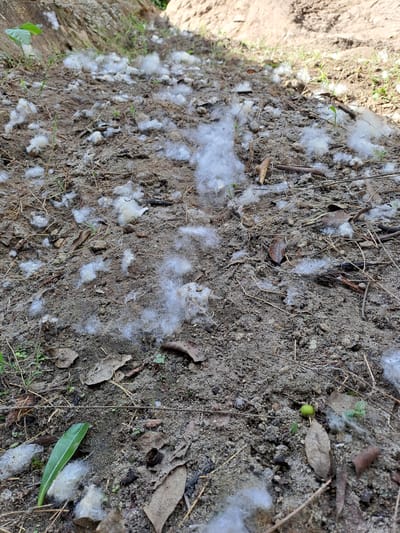 The image shows a patch of loose, sandy soil with scattered white tufts of plant down or lint. A few dry leaves, twigs, and sparse green shoots are also visible on the ground. In the background, a sloping embankment covered in dry vegetation and soil rises. The lighting suggests an outdoor setting, likely during daylight hours. There are no people or animals present in the image. The scene appears to be located in a natural or semi-natural area, possibly a garden or roadside verge in Geulanggang Baro, Indonesia. The plant material is resting on the surface of the soil, indicating it has been deposited by wind or natural shedding.
