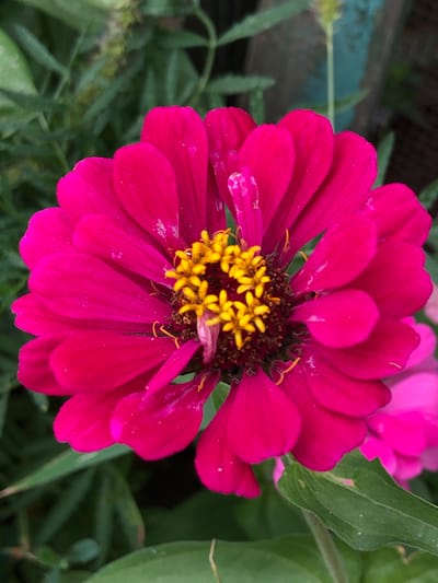This is a close-up, top-down shot of a vibrant pink zinnia flower. The flower is in full bloom, with its numerous petals unfurling outwards. The center of the flower is a rich, dark brown, dotted with bright yellow stamens. The petals are a deep fuchsia pink, with some showing slight wilting or imperfections, suggesting it might be late in the blooming cycle. Small white specks are visible on the petals, possibly dust or pollen.

The background is softly blurred, indicating a shallow depth of field. It consists of green foliage, likely other plants and leaves, and some out-of-focus pink flowers, one of which is a lighter shade of pink. There's also a hint of a weathered, light blue wooden surface in the upper left corner, possibly part of a fence or planter box.

The lighting suggests it is daytime, likely outdoors in natural light. There are no people or animals visible. The overall impression is a natural garden setting. The image is still and peaceful, focusing entirely on the beauty and detail of the single zinnia. No text is visible in the image. The location context is Calfa, Moldova.