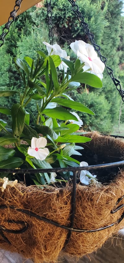 This media file shows a close-up of white periwinkle flowers with pink centers, blooming from a hanging planter. The planter is made of a brown, fibrous material, possibly coconut coir, and is suspended by a black metal chain. Lush green leaves surround the flowers, and the background is blurred, showing a dense green foliage of trees, suggesting an outdoor setting. The lighting indicates it is daytime, possibly late afternoon due to the soft shadows. The scene appears to be tranquil and serene, with the focus on the delicate beauty of the flowers. There is no visible text in the image. The location context provided is Pantelimonas, Greece.
