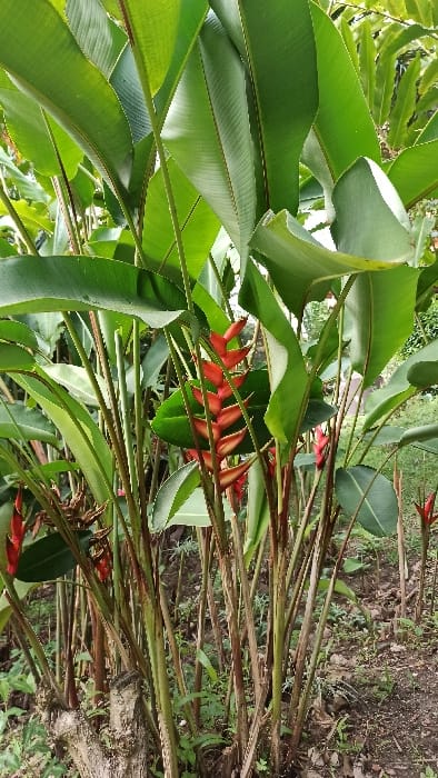 This vertical image presents a vibrant outdoor scene dominated by a dense cluster of tropical plants, characteristic of the Heliconia genus, in Bwishyura, Rwanda. The primary subjects are the large, paddle-shaped leaves and distinctive inflorescences of the plants.
The leaves are a rich, verdant green, showcasing prominent central veins and parallel venation. They vary in size, with some appearing broad and fully unfurled, while others show slight curling at the edges. Interspersed among the foliage are multiple striking inflorescences, which are elongated, segmented structures composed of bright red and orange boat-shaped bracts. These bracts, often referred to as "flowers" due to their striking appearance, are concentrated towards the center-right and bottom-right of the frame, adding splashes of vivid color.
The plants are growing vigorously, with numerous stems visible. The setting appears to be a natural or garden environment, indicated by glimpses of earth and smaller green ground cover visible beneath and around the main plant cluster, particularly towards the bottom right. The scene is bathed in natural daylight, suggesting it is daytime, contributing to the lush appearance of the foliage. No people are visible, and no specific activity or event is taking place beyond the natural growth and blooming of the plants. The overall impression is one of thriving tropical flora. There is no visible text in the image.