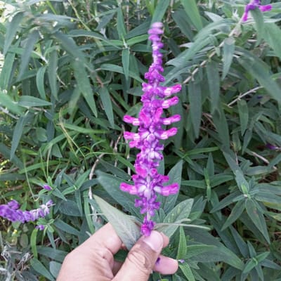 A close-up, eye-level outdoor shot shows a hand gently holding a tall spike of vibrant purple flowers with green foliage in the background. The flowers are clustered closely together, with small, tubular petals. The leaves are elongated and serrated, creating a dense, green backdrop. The hand, with visible fingernails and wrinkles, is positioned to cradle the base of the flower spike. The overall lighting suggests it is daytime, with natural light illuminating the scene. The setting appears to be a garden or natural landscape in Gundaling 2, Indonesia, characterized by lush greenery.