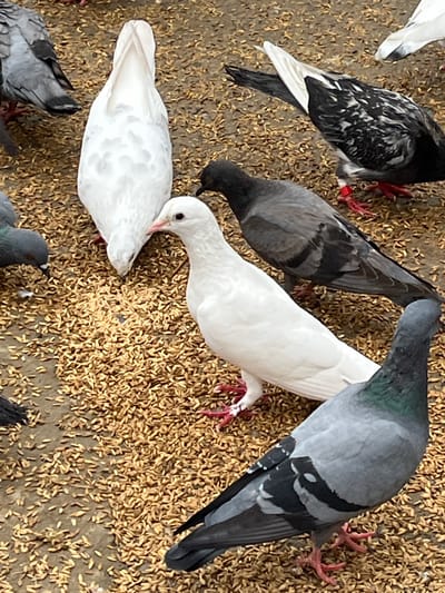 A flock of pigeons is gathered on the ground, pecking at a scattered pile of grain. The ground appears to be a mix of dirt and small pebbles. Several pigeons are visible in various colors, including white, grey, and black and white speckled. One white pigeon stands out in the center of the frame, facing towards the viewer with its head tilted slightly. Another white pigeon is seen from behind, with its tail feathers fanned out. A grey pigeon is in the foreground, to the right, with iridescent green and purple feathers around its neck. A black and white speckled pigeon is in the upper right corner, and a dark grey pigeon is to the left. There are no people or any identifying structures or landmarks visible in the image, making it impossible to determine the specific location within Sylhet, Bangladesh. The scene is a common sight in urban environments where pigeons are often fed.