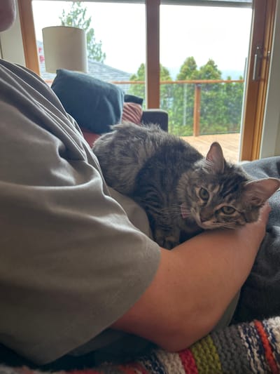 A medium shot captures a person wearing a light grey t-shirt seated indoors, holding a grey tabby kitten with their left arm. The kitten is perched on the person's lap, nestled against their arm, and its tongue is slightly protruding. A window in the background reveals an outdoor view of lush green trees. Various pillows in shades of blue, pink and brown can be seen behind the person to the left of the window. A lamp with a white lampshade is situated in front of the window. A knitted blanket sits on the right of the image. The location is Squamish, Canada.