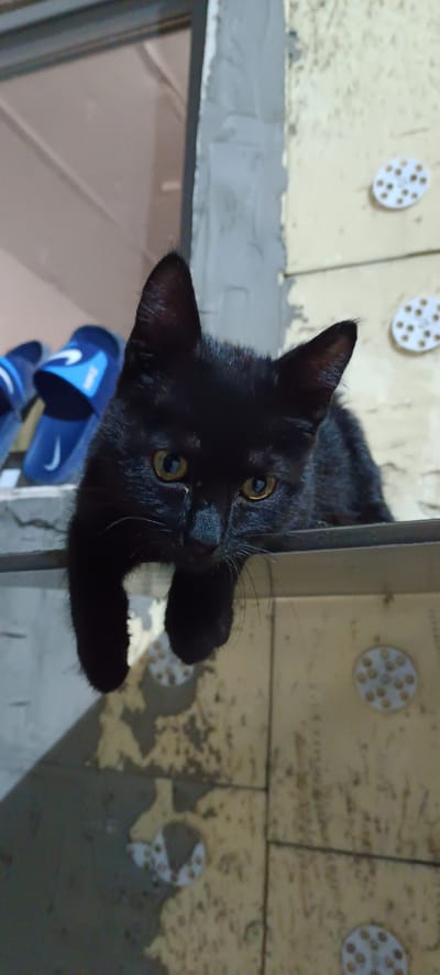 A black kitten with yellow eyes is pictured lying on a ledge. The kitten's front paws are hanging over the edge of the ledge. In the background, there are some blue flip-flops. The environment appears to be an outdoor setting, possibly a balcony or a rooftop, with building materials visible. The lighting suggests it is nighttime or a dimly lit area. The kitten is the primary subject of the image, looking directly at the camera with a curious expression. The image is captured from a low angle, emphasizing the kitten's position.