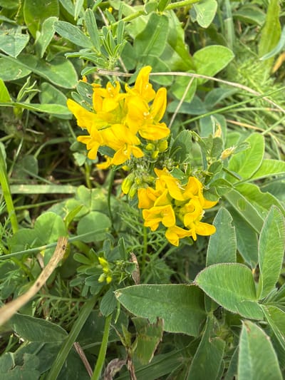 In Saulkalne, Latvia, a close-up, overhead view captures a cluster of vibrant yellow flowers blooming amidst lush green foliage. The flowers, with their distinct pea-like structure, are concentrated on a central stem, appearing delicate and bright against the surrounding greenery. The leaves are varied in shape and size, some broad and ovate with serrated edges, others smaller and more elongated. The environment suggests a natural setting, likely a meadow or roadside verge, with a mix of grasses and low-lying plants. The lighting indicates it is daytime, with soft shadows suggesting a sunny day. No people are present in the scene.