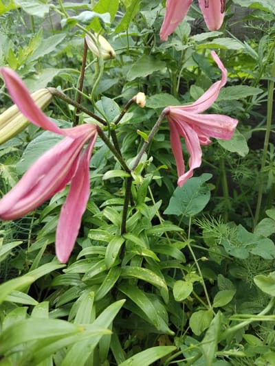 This is a close-up, eye-level, outdoor photograph taken in the city of Зелёное, Russia. The image features several partially bloomed pink lilies against a backdrop of dense, green foliage. The lilies have long, slender petals that are unfurling, some showing a slight curl. The stems are thin and dark, with a few small, unopened buds visible. The leaves are long, lance-shaped, and appear wet, suggesting recent rain. The background is a blur of various green leaves and stems, with some hints of a fence or structure in the far distance. The lighting is overcast, creating soft shadows and a natural, garden-like atmosphere. There are no people or animals present in the frame. The overall impression is one of natural beauty and the quiet growth of a garden.