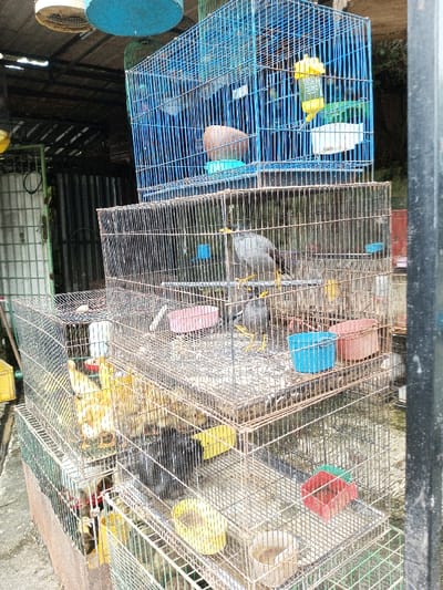 The image displays an outdoor animal vendor setup in the city of Taohom, Laos, featuring a vertical arrangement of five wire mesh cages containing various birds.
The uppermost cage is a blue metal wire structure, containing at least one yellow bird, a brown spherical object, a yellow water dispenser, and a white food dish. This cage is suspended from a dark, corrugated metal roof. A light blue circular object and a white circular object are also visible hanging above.
Below the blue cage, a rectangular, tarnished wire-mesh cage houses two grey birds with yellow beaks and legs, consistent with mynah birds. This cage contains pink, blue, and brown plastic bowls on its floor.
To the lower left, a third rectangular wire-mesh cage contains multiple light-yellow chicks. Adjacent to it, another similar cage holds several dark-feathered fowl along with a yellow plastic feeder.
The lowest visible cage, situated to the bottom right, is also a wire-mesh enclosure containing smaller fowl, along with red, yellow, and clear plastic feeding or watering bowls.
The background includes corrugated metal sheeting and a partially visible green and white structure to the left. A dark vertical post frames the right side of the image. The ground surface appears to be concrete or paved. No human subjects are present in the scene.