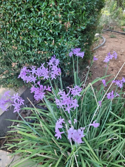 A cluster of small, star-shaped purple flowers with thin, green, grass-like leaves are in the foreground. Behind the flowers, a dense, dark green hedge forms a backdrop. To the right of the hedge, a dirt path is visible with a black hose lying on it. The overall setting appears to be a garden or outdoor area in Trachoni, Cyprus. There are no people or animals present.