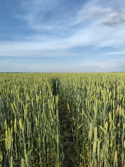 A wide-angle shot captures a vast field of green wheat stretching towards the horizon under a partly cloudy blue sky. A narrow, darkened path cuts through the center of the field, leading the viewer's eye into the distance. The wheat stalks are tall and lush, with developing heads of grain. The horizon line is sharp and distinct, separating the golden-green field from the pale blue sky. In the far distance, faint outlines of trees and possibly structures are visible, suggesting the presence of a settlement or the edge of cultivated land. The lighting indicates it is daytime, with the sun casting subtle shadows within the wheat. The scene is serene and natural, conveying a sense of agricultural abundance and open space. The location is identified as Krestovo-Gorodishche, Russia.