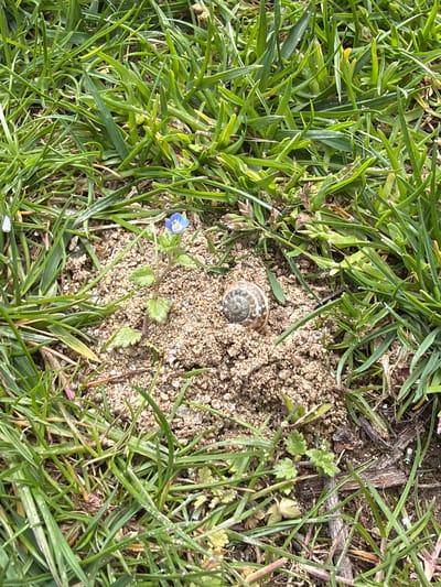 The image shows a ground-level view of a patch of grass and bare earth, located in Kavrakirovo, Bulgaria. A small, brown and white snail shell sits on the earth. A single small, light-blue flower blooms near the edge of the bare patch. The grass is green and dense, surrounding the patch of dirt.