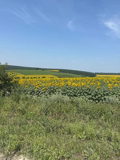 This is a landscape photograph taken on a sunny day, likely in the rural outskirts of Piscărești, Moldova. The foreground is dominated by a dense area of wild green vegetation, including tall grasses and various leafy plants, some of which have small white flowers. To the left, a portion of a leafy green tree is visible, its branches extending into the frame.
The midground features a vast, vibrant field of sunflowers stretching towards rolling hills. The sunflowers are in full bloom, their bright yellow petals facing upwards, creating a striking contrast against the lush green foliage of their leaves. Beyond the sunflower field, there are layered hills covered with green trees and some areas of yellow crops, suggesting a diverse agricultural landscape.
The background consists of a clear, light blue sky with a few wispy white clouds. The overall impression is one of a peaceful, rural setting in nature, bathed in bright daylight. There are no people or animals visible in the image. The composition emphasizes the natural beauty of the landscape, with a particular focus on the extensive sunflower field.