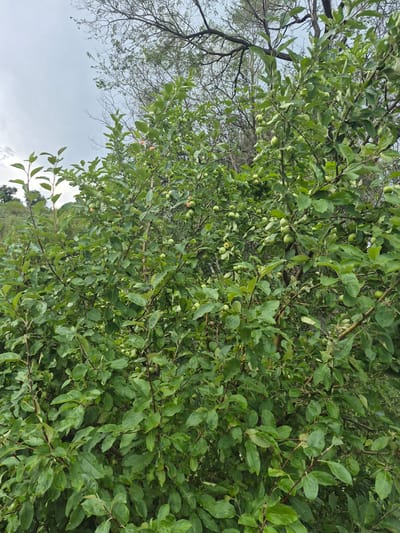 The image shows a close-up of a dense apple tree with many small, green apples and some with a blush of pink. The branches are laden with dark green leaves, and the sky is overcast with a pale gray hue. In the background, other trees and foliage are visible, suggesting an outdoor setting. The scene appears to be in a natural environment, possibly an orchard or garden, located in the city of Tekeli, Kazakhstan. There are no people or animals depicted in the image.