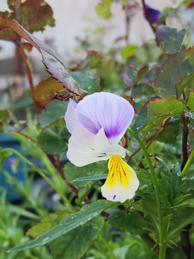 A close-up, vertical, eye-level shot captures a delicate, multi-colored pansy flower in bloom. The flower's petals display a gradient of pale lavender at the top transitioning to white, with a vibrant yellow lower petal marked by thin black lines. A tiny purple speck is visible on one of the white petals. The flower is surrounded by lush green foliage, with some leaves exhibiting reddish-brown edges. Water droplets are scattered across the leaves, suggesting recent rain or dew. The background is softly blurred, with hints of other plants and a light-colored structure, possibly a wall or building. The scene is situated outdoors in a garden setting, potentially in the city of Sevan, Armenia, given the context provided. No people are present in the image.