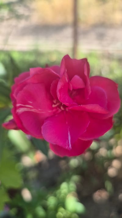 A close-up, vertical, eye-level shot focuses on a vibrant, deep pink flower with layered petals. The flower is positioned in the center-right of the frame. White streaks are visible on some of the petals, particularly on the left side. The background is softly blurred, showing green foliage and areas of light brown and yellow, suggesting an outdoor environment, possibly a garden or natural setting. The image appears to be taken in the city of Butovo, Bulgaria.