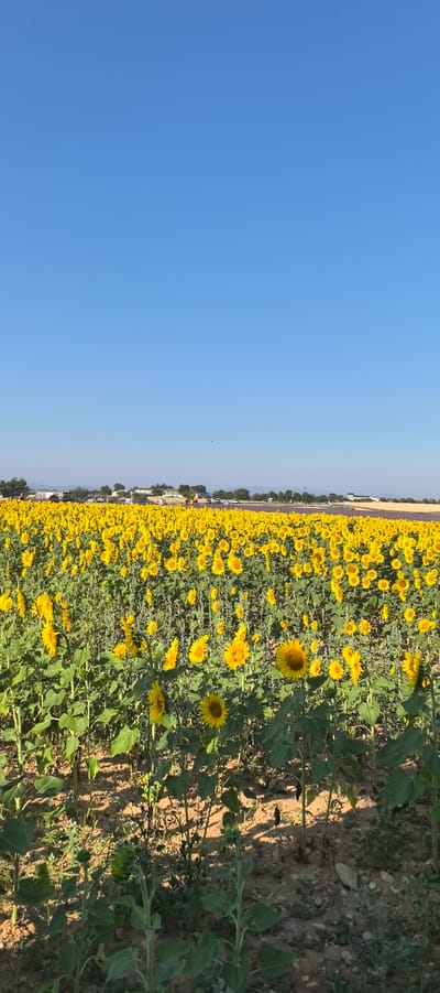 In Valensole, France, a vast field of sunflowers stretches towards the horizon under a clear blue sky. The foreground is filled with tall, green sunflower stalks topped with bright yellow blooms, some facing the sun and others partially obscured by leaves. The ground is a mix of dry soil, pebbles, and sparse vegetation. In the mid-ground, the field continues, with sunflowers packed closely together, creating a sea of yellow. Beyond the sunflowers, a line of trees and low buildings can be seen, with a few vehicles parked in the distance. The overall impression is one of a sunny, rural landscape dominated by the vibrant sunflowers.