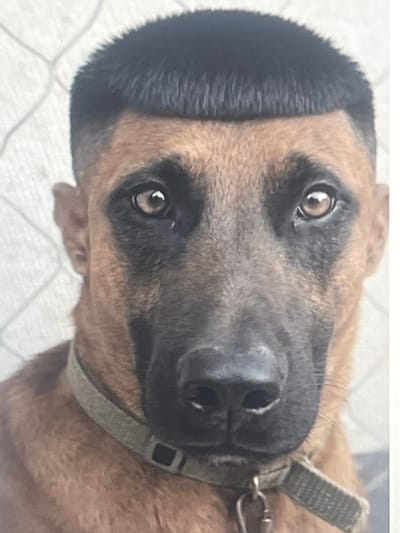 A close-up, head-and-shoulders shot of a German Shepherd dog. The dog has a short, buzzed haircut on its head, with the fur on the sides of its head shorter than the top, giving the appearance of a human hairstyle. The dog is wearing a grey fabric collar with a silver buckle. The background is out of focus, appearing to be a light-colored tiled wall. The dog's eyes are brown and are looking directly at the camera. The nose is black and prominent. The muzzle is dark brown. The image does not depict any specific location in the city of Pruszcz Gdański, Poland.