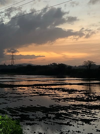 This image captures a serene rural landscape in Waduborella, Sri Lanka, during a sunset. The sky is a dramatic canvas of muted oranges, yellows, and grays, with heavy clouds dominating the upper portion. A tall, lattice-like electrical transmission tower stands prominently against the horizon on the left, silhouetted by the warm glow of the setting sun.

Below the sky, a dense band of dark trees forms a natural border between the sky and the foreground. The trees are lush and varied, creating a textured, dark silhouette. In the distance, soft, undulating hills are visible, adding depth to the scene.

The foreground is dominated by a flooded paddy field, reflecting the colors of the sky and the dark landscape. The water is shallow, revealing the patterns of the tilled earth beneath, which appear as dark, raised rows. The reflections in the water are slightly distorted, creating a shimmering, abstract quality. A small amount of vibrant green foliage is visible in the lower left corner, adding a touch of life to the otherwise muted palette. The scene is devoid of human presence, emphasizing the tranquility of the natural environment. The overall impression is one of quiet beauty and the peaceful transition from day to night in a rural Sri Lankan setting.