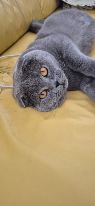 A domestic shorthair cat, predominantly gray with distinct orange eyes, is captured in a close-up, upside-down orientation. The cat is lying on a yellow sofa, its head tilted towards the camera, showcasing its large, expressive eyes and whiskers. Its paws are resting above its head. The texture of the sofa's upholstery is visible, appearing to be a soft, slightly worn material. A white cord, possibly from headphones or a charger, trails from beneath the cat. The lighting suggests an indoor setting, likely during daylight hours. The cat's expression is alert and curious. The background is simple, focusing entirely on the cat and the sofa. There is no visible text in the image.