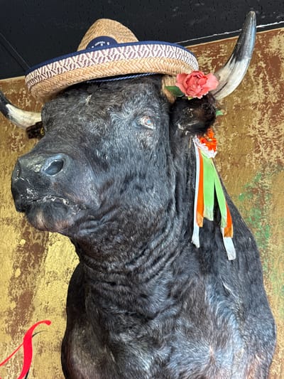 A taxidermied bull's head is mounted on a wall. It wears a straw hat with a blue and white band and a pink flower tucked behind its horn. Colorful ribbons are pinned to its head. The background appears to be a gold-colored surface with hints of brown and red. The bull is displayed at the Barcelona Restaurant located in the city of Columbus, Ohio, United States of America.