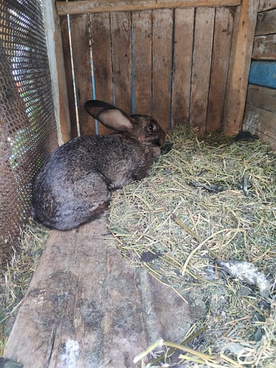A medium shot captures a rabbit resting in a wooden hutch filled with hay. The rabbit, predominantly brown and grey with distinctive long ears, is positioned in the lower left quadrant of the image, nestled in a bed of dry grass. Its eyes are dark and alert, and its fur appears textured. The hutch itself is constructed from weathered wooden planks, showing signs of age and use. To the left of the rabbit, a section of wire mesh fencing is visible, allowing a glimpse of greenery beyond, hinting at an outdoor or semi-outdoor setting. The floor of the hutch is made of rough wooden boards, some of which are stained and worn. The hay is a mix of dried grass and other organic material, forming a thick bedding for the rabbit. The lighting suggests it's daytime, with diffused light illuminating the interior of the hutch. The overall impression is one of a rustic and functional animal enclosure in a rural setting, possibly in Ternovka, Moldova. There is no visible text in the image.