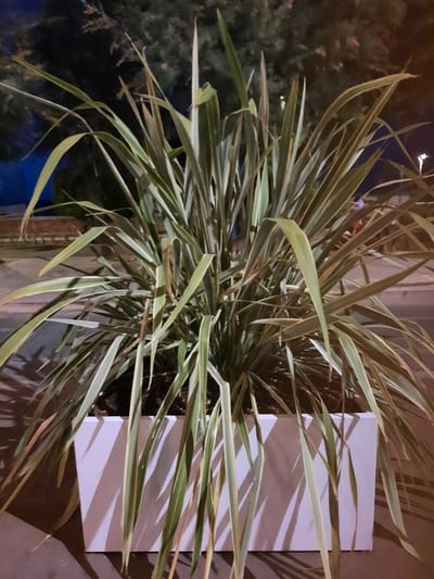A tall, variegated plant with long, sword-like leaves is planted in a rectangular white planter. The plant has green and cream-colored stripes on its leaves, and the leaves droop downwards, casting shadows on the planter. The planter is situated on a paved surface, likely a sidewalk, and a street is visible in the background. The scene appears to be outdoors at night, with artificial lighting illuminating the plant and its surroundings. The background shows trees and some indistinct structures or lights, hinting at an urban environment. The location is identified as being in the city of Pesaro, Italy.