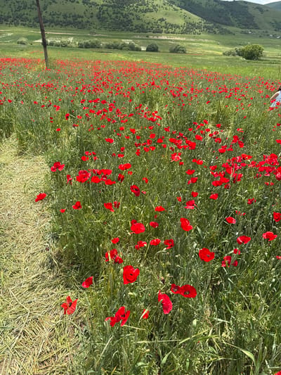 An eye-level shot captures a vast field of vibrant red poppies in bloom, interspersed with green grass and stalks. The field slopes gently upwards towards a backdrop of lush green hills dotted with scattered trees and some small buildings. A weathered, dark wooden pole stands on the left side of the frame, partially obscuring the field. On the right edge of the image, a person wearing a light-colored garment is partially visible, walking through the poppies. A mown strip of dry grass runs along the left side of the foreground, creating a contrast with the living field. The sky above is bright and clear. This scene is located in the city of Jrashen, Armenia.