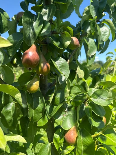 The image is a close-up shot of a pear tree branch laden with ripening pears. The pears, varying in color from green to reddish-brown, are clustered among lush green leaves under a clear blue sky. The sunlight creates dappled shadows across the fruit and foliage, suggesting a bright, sunny day. The background is softly blurred, hinting at other trees and vegetation, typical of a rural or garden setting. The location is Hraniv, Ukraine.