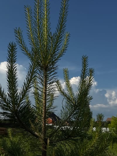 This is a vertical, close-up, eye-level shot of a young pine tree's branches and needles in the foreground. The needles are sharp and green, with some showing a slight yellowish tint, suggesting they are catching the sunlight. The branches are clustered, with some extending upwards and outwards, creating a layered effect. The background is a bright blue sky with scattered white, puffy clouds. In the mid-ground, partially obscured by the pine tree, are the roofs of houses and hints of green foliage, suggesting a residential area. The scene is consistent with an outdoor environment in a rural or suburban setting. There are no people or animals visible in the image. The location is identified as the city of Dokshitsy, Russia.
