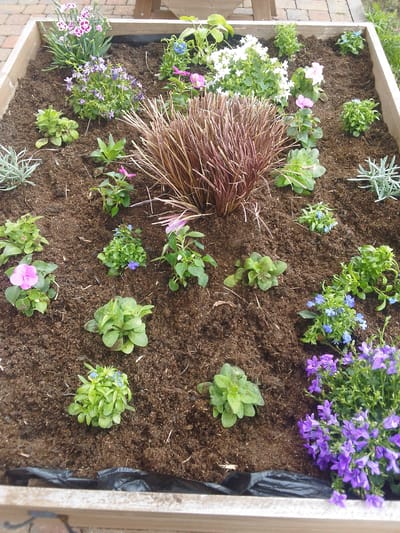 The image depicts a raised garden bed in Dudley, United Kingdom, filled with various plants and flowers. The bed is constructed from light-colored wood and lined with black plastic. The soil is dark brown and appears to be moist.
Plant life includes:
* Ornamental grass: A large clump of reddish-brown ornamental grass dominates the center.
* Flowering plants: Various flowering plants are scattered throughout the bed, including pink and white Dianthus, purple Campanula, blue Forget-Me-Nots, and pink Impatiens.
* Foliage plants: Several foliage plants with rounded, green leaves are also present.
* Lavender: A few sprigs of lavender can be seen.
The background is slightly blurred, showing a glimpse of a brick patio and a wooden structure, suggesting an outdoor residential setting. No people or animals are visible in the image.
