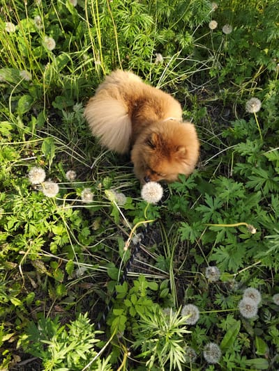 A Pomeranian dog with fluffy, golden-brown fur is lying in a patch of green grass with dandelions. The dog is positioned in the center-right of the frame, facing downwards towards a dandelion. The dog's tail is curled upwards and to the left. The background consists of tall green grass and more dandelion seed heads. The lighting suggests it is daytime, with shadows indicating sunlight. The scene appears to be outdoors in a natural setting, likely a park or field, within the city of Shimanovsk, Russia. A black and white checkered dog leash is partially visible near the bottom right of the image.