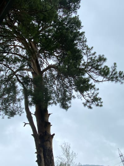 The image shows a large pine tree with a rough, textured bark, reaching towards a cloudy sky. The branches are thick and covered in dark green needles, creating a dense canopy. The tree is the primary subject, positioned in the lower left and center of the frame. The sky is overcast, with a uniform gray appearance, suggesting a cloudy day. In the lower right portion of the image, a portion of a high-voltage power line tower and cables are visible, along with the tops of other trees and a gentle slope of land in the background. The scene appears to be outdoors, possibly in a park or a natural setting within the city of Berëzovaya Roshcha, Russia. There are no people visible in the image.