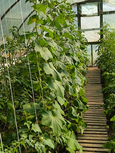 In Mileștii Mici, Moldova, a greenhouse is filled with lush green plants, likely cucumbers and tomatoes, growing in rows. The plants are supported by white strings that run vertically along the structure. A wooden walkway made of planks extends through the middle of the greenhouse, allowing access to the plants. The greenhouse is covered with translucent plastic sheeting, allowing sunlight to filter through and illuminate the scene. The overall impression is one of a productive and well-maintained agricultural space.