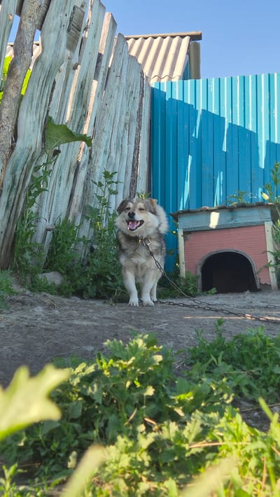 A medium-sized, mixed-breed dog with tan and brown fur is chained to a doghouse. The dog is in a sitting position with its mouth open, panting. It is looking to its left, towards the viewer. The doghouse is made of pink and blue materials and is situated next to a blue corrugated metal wall of a building. Above the building is a weathered wooden fence or roof. Green foliage and grass surround the dog and the doghouse. The scene appears to be outdoors on a sunny day, possibly in the afternoon, given the bright light and shadows. The dog's expression could be interpreted as playful or simply hot. The setting seems to be a rural or backyard area in Bulatovo, Russia, indicated by the style of the doghouse and building. There is no visible text in the image.