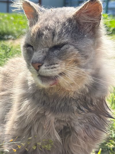 A fluffy, grey cat with its eyes mostly closed is lying in green grass. The cat's fur is illuminated by sunlight, creating a glow around its ears and body. Small yellow wildflowers are visible in the foreground, and the background is blurred green foliage and a hint of a fence. The cat appears to be resting or sleeping outdoors. There are no humans present.