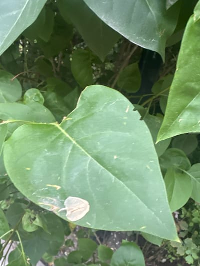 The image displays a close-up view of lush green foliage, likely in an outdoor environment. A prominent, large leaf occupies the center of the frame, exhibiting a heart-like shape with a slightly pointed tip. Scattered on this leaf are several small, light-colored specks and streaks, possibly dust or pollen. In the lower left quadrant of this central leaf, a delicate, translucent, petal-like object rests, appearing somewhat translucent and light beige. Surrounding this main leaf are other green leaves, some overlapping and out of focus, creating a sense of depth and density. The background is filled with more greenery and hints of brown branches, suggesting a natural setting. The lighting appears to be natural, likely daylight, with soft shadows. There is no discernible sign of human activity or man-made structures within the frame, and the image does not provide any specific clues about its location within Belorechenskii, Russia, beyond it being an outdoor, vegetated area.