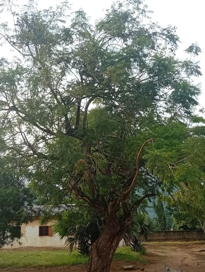 The image depicts a close-up view of a large tree with a thick, textured trunk and numerous branches extending upwards, covered in dense green foliage. In the background, a single-story building with a light-colored exterior and a tiled roof is visible. The building has a small window with a reddish-brown frame. The ground in front of the building is covered in grass and appears to be a dirt path. The scene is set in an outdoor environment, likely a rural or semi-rural area, with other trees and vegetation visible in the distance. There are no people or animals visible in the image. The lighting suggests an overcast or diffused daylight condition. The location is identified as Kukum, Nigeria, though this specific detail is not discernible from the visual content of the image itself.
