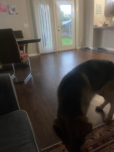 This image shows the interior of a home. A German Shepherd dog is the primary subject, with its head down as if sniffing or eating from a rug in the foreground. The dog's body is dark brown and black. The flooring is dark wood. In the background, a glass door leads outside to a grassy yard with a wooden fence. To the left of the door, vertical blinds cover a window. A dining table with chairs is visible, and two framed pictures hang on the wall above it. A kitchen counter with items on it can be seen to the right. Two dog bowls on mats are also on the floor near the kitchen area. The scene appears to be in a residential setting in Jacksonville, Florida, United States of America.