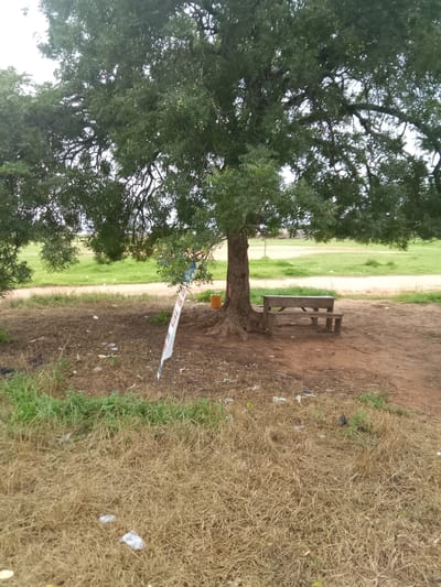 A medium shot captures a large tree with dense green foliage casting shade over a small, rustic scene in Bida, Nigeria. The ground beneath the tree is a mixture of dry, reddish-brown earth and scattered dry grass, with visible litter including plastic bags and wrappers. A wooden bench and a smaller wooden stool are positioned under the tree. To the left of the tree, a white sign with some blue and red markings hangs from the trunk, partially obscured by a yellow bucket. Beyond the tree, a dirt path curves through a grassy area, with more green fields in the background under an overcast sky. The overall impression is one of a somewhat neglected outdoor resting area.