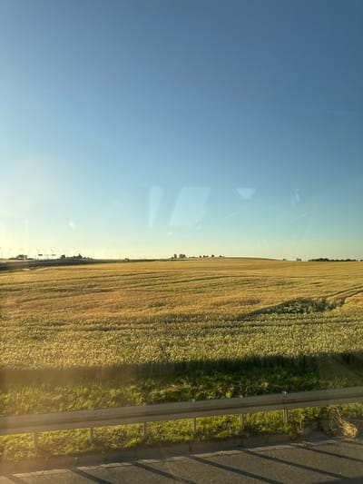 The image depicts a vast field of golden wheat under a clear blue sky. The perspective suggests the photo was taken from a moving vehicle, likely a car or train, looking out of a window. To the right, a section of a road or pathway with a metal guardrail is visible, casting long shadows from its supports, indicating it's either early morning or late afternoon. The wheat field stretches towards a distant tree line, where sparse trees and a few structures resembling streetlights or poles are faintly visible. The sky is a soft gradient of blue, transitioning to a lighter hue near the horizon, suggesting fair weather. Reflections of the interior of the vehicle are subtly present on the glass surface through which the scene is viewed. The overall impression is one of a serene rural landscape bathed in warm sunlight, likely during the harvest season. There is no visible text in the image.