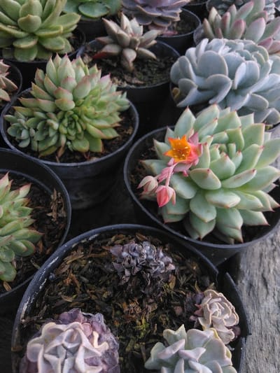 This image displays a close-up, top-down view of multiple succulent plants, primarily Echeveria species, individually potted in black plastic nursery containers. The scene is situated in Venecia, Costa Rica. Prominent subjects include a dense, light-green succulent rosette with reddish-pink leaf tips, a large silvery-blue-gray succulent rosette, and a light green succulent exhibiting an orange, star-shaped flower with pink buds on an emerging stalk. Towards the bottom of the frame, a succulent with ruffled purple-gray leaves and another with lighter gray-green wavy leaves are visible. One pot near the bottom-center contains dark, coarse soil and a small, dark, potentially desiccated plant. All pots contain a dark, chunky planting medium. The pots are clustered together, resting on a textured, light-colored wooden surface partially visible on the right, illuminated by diffuse natural light.
