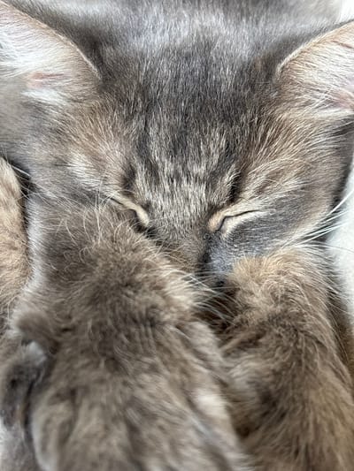 The image shows a close-up of a sleeping cat's face, covered by its paws. The cat has grey and brown fur. The background is blurred and appears to be a light-colored surface. There is no information about the location in Радваніцкі сельскі Савет, Belarus, or any other specific details about the scene.