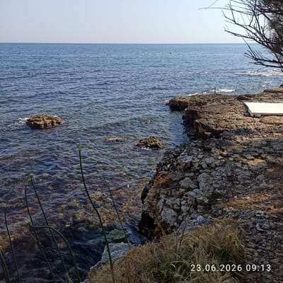 A daytime, eye-level, wide shot captures a rocky coastline at the sea's edge in Molfetta, Italy. The choppy, blue water stretches to the horizon under a clear, pale blue sky. The foreground is dominated by rough, grey and brown rocks, some covered in dry, golden grass. Tall, thin green stalks with small buds emerge from the water and the rocky shore. In the distance, a white structure, possibly a small building or cover, sits on the rocky area. The timestamp "23.06.2026 09:13" is visible in the lower right corner of the image.