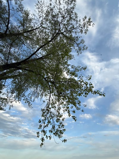 The image, likely taken in Doksha, Russia, depicts a view looking up through the branches and leaves of a tree towards a cloudy sky. The tree appears to be mature, with dark branches and green leaves beginning to fill out the canopy. The sky is predominantly blue, with patches of white and grey clouds dispersed throughout. A few small, dark objects that could be insects are visible against the brighter sky. The image is taken from a low angle, emphasizing the height of the tree and the expanse of the sky.