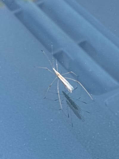 A long-legged insect, likely a water strider, is captured in a photograph. The insect is light-colored, appearing almost white or pale beige, and has a slender body. Its most prominent feature is its extremely long, thin legs, which are spread out in a delicate, spider-like stance. The insect is positioned on a smooth, reflective surface, possibly water or glass, as evidenced by the clear reflection of the insect beneath it.

The background is a soft, blurred blue, with subtle diagonal lines that suggest a textured or ribbed surface behind the insect. There are a few small, white specks scattered across the surface, which could be dust or water droplets. The lighting appears to be bright, possibly indicating daylight. The overall scene is simple and focused on the insect and its reflection, with no other subjects or specific environmental details immediately discernible. The photograph has a natural, unposed feel. No text is visible in the image.