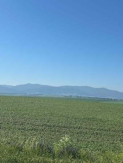 The image depicts a vast, green agricultural field stretching towards a hazy mountain range under a clear blue sky. The field is densely planted with crops, appearing as a uniform expanse of green with some variations in texture. In the foreground, taller grasses are visible, adding a layer of natural vegetation along the edge of the cultivated land. The mountains in the background are soft and muted in color, suggesting distance and atmospheric conditions. There are no people or structures immediately apparent in the scene, emphasizing the natural and agricultural landscape. The overall impression is one of rural serenity and open space.
