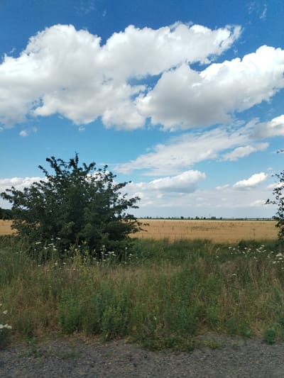 This is a vertical, eye-level, medium shot of a rural landscape under a bright blue sky with scattered white clouds. The foreground is dominated by a patch of rough, dark gravel, suggesting a road or path. To the left, a large, dense green shrub with dark foliage stands prominently. The middle ground features a field of dry, golden grass or crops, stretching horizontally across the frame. Thin, green grasses and small white wildflowers grow in front of the field, blurring into a textured band. In the distance, a flat horizon line is marked by a faint row of trees and what appear to be distant structures, possibly including power lines. The overall scene evokes a sense of calm and natural beauty on a clear day, likely during the daytime given the bright sky and sunlight illuminating the landscape. The location is identified as Bilousivka, Ukraine. There is no visible text in the image.