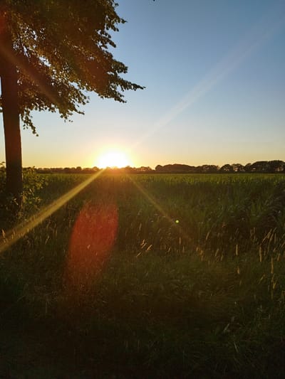 This is a landscape photograph taken at sunset in Schiffdorf, Germany. The image features a rural scene with a field of green crops, likely corn, stretching towards a distant tree line. In the foreground, to the left, a large tree trunk is visible, with its branches and leaves silhouetted against the bright sky.
The sun is setting low on the horizon, casting a warm, golden glow across the landscape. Rays of sunlight emanate from the sun, creating a lens flare effect and illuminating the field and the surrounding vegetation. The sky is a clear, gradient blue, transitioning to a pale yellow near the horizon. The overall atmosphere is serene and peaceful, evoking the feeling of a calm evening in the countryside.
The time of day is clearly sunset, indicated by the low position of the sun and the warm lighting. The weather appears to be clear and fair. The presence of the cornfield and the tree line suggests a rural agricultural setting. There are no people or specific objects of focus other than the natural elements of the landscape. The image captures a moment of natural beauty as day transitions into night. No text is visible in the image.