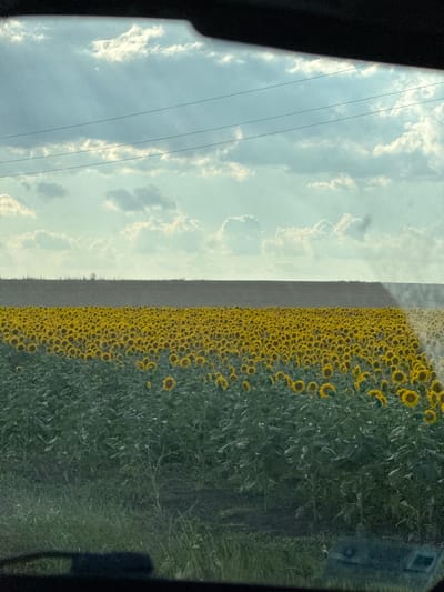 The image captures a vibrant sunflower field under a bright, cloudy sky. The composition is split, with the left side dominated by the sky and the right by the field of sunflowers. The sky is a pale blue, with soft, white clouds scattered across it. Several thin, dark power lines stretch horizontally across the sky, suggesting a rural or semi-rural setting.
The sunflower field occupies the majority of the right side of the image. Thousands of bright yellow sunflowers, facing upwards, create a dense carpet of color. The flowers are in various stages of bloom, with some fully open and others still developing. The greens of the leaves and stems are lush and vibrant, providing a strong contrast to the yellow petals. In the far right of the frame, a dark, rectangular object is visible, possibly a building or a structure partially obscured by the foliage. The sunlight suggests it is daytime, likely midday or early afternoon.
The image appears to be taken from a moving vehicle, possibly a car, given the dark border framing the scene on the left and right edges, resembling a car window. The overall impression is one of a beautiful, natural landscape bathed in sunlight, showcasing the abundance of a sunflower harvest. The location is identified as Stara Reka, Bulgaria. There is no visible text in the image.