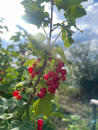 The image captures a close-up view of a branch laden with ripe red currants, set against a backdrop of lush green foliage and a bright sky. The currants are a vibrant red, clustered together on thin stems, with some leaves peeking out from around them. The sunlight streams through the leaves and berries, creating lens flares and highlighting the translucent quality of the fruits. The background is softly blurred, showing more greenery and a hint of blue sky with some white clouds. The overall impression is one of a sunny day, possibly in late summer or early autumn, in a garden or natural setting. The focus on the fruit suggests a moment of harvest or simply an appreciation of nature's bounty. No people or text are visible in the image. The location context is Kovriga, Russia.