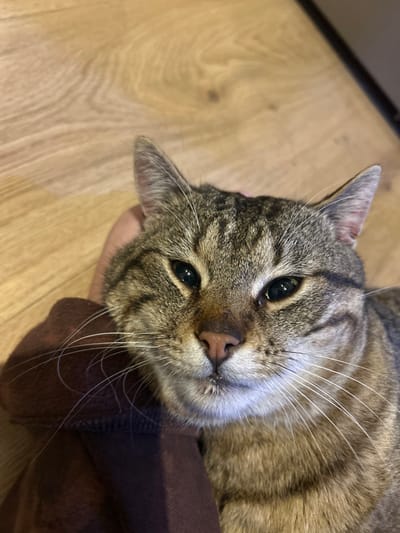 A domestic cat, exhibiting a brown and black tabby coat pattern with prominent whiskers, is depicted in a close-up, high-angle shot. The cat's eyes are partially closed, with dark pupils visible. Its nose is pinkish-brown, and its mouth shows a slight irregularity on the lower lip. The cat's head rests against a human hand, which is partially visible on the left side of the frame, covered by a dark brown fabric sleeve, likely from a garment like a sweatshirt. The background consists of a light-colored wooden surface, characterized by distinct grain patterns, suggesting an indoor setting. The specific location within Brusen, Bulgaria, is not discernible from the image's content.